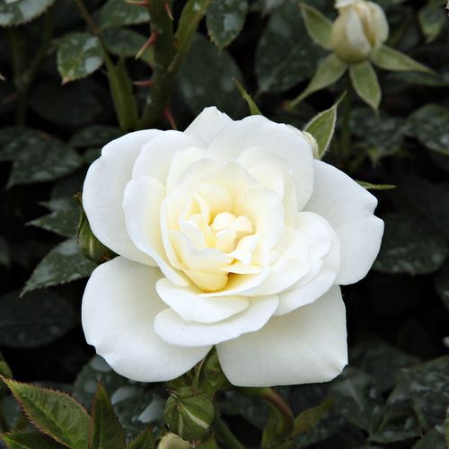Rozenstruik - Webwinkel - bodembedekkende rozen - wit - Rosa Kent Cover ® - matig geurende roos - L. Pernille Olesen,  Mogens Nyegaard Olesen - -